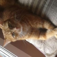 Photo #251524 de Tigrou