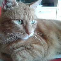 Photo #251526 de Tigrou