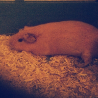 Photo #251566 de Noisette 