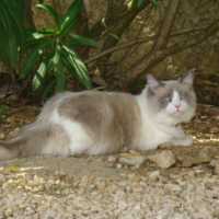 Photo #251571 de Harlequin