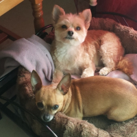 Photo #251713 de Doudou