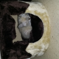 Photo #251725 de Hermès