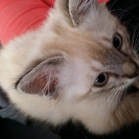 Photo #251726 de Hermès