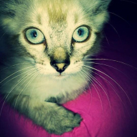 Photo #251727 de Hermès