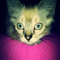 Photo #251728 de Hermès