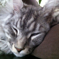 Photo #251781 de Isko