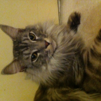 Photo #251782 de Isko