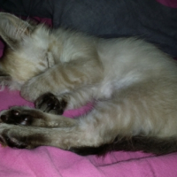 Photo #251783 de Hermès