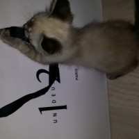 Photo #251784 de Hermès