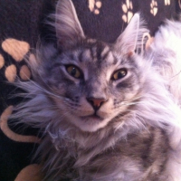 Photo #251787 de Isko