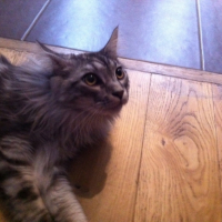 Photo #251788 de Isko