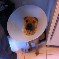 Photo #251804 de Iron