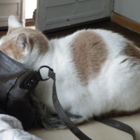 Photo #251830 de Mini-boule