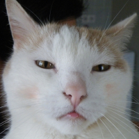 Photo #251832 de Mini-boule