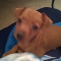 Photo #251845 de Stella