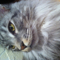 Photo #251863 de Isko