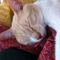 Photo #251948 de Kitty 