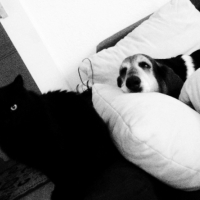 Photo de l'animal n°33023