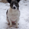 Photo de l'animal n°33037