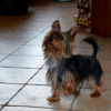 Photo de l'animal n°33039