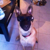 Photo de l'animal n°33052