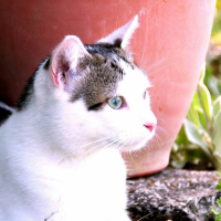 Photo de l'animal n°33055