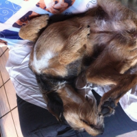 Photo #252139 de Xéna