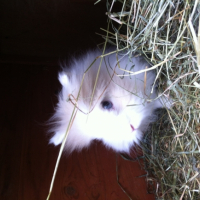 Photo #252161 de Boubou