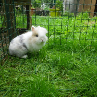Photo #252162 de Boubou