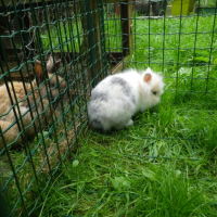 Photo #252163 de Boubou