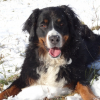 Photo de l'animal n°33069