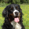 Photo de l'animal n°33069