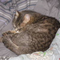 Photo #252185 de Mitsou