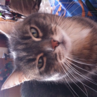 Photo #252187 de Mitsou
