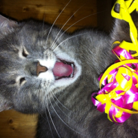 Photo #252200 de Maya