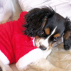 Photo de l'animal n°33073