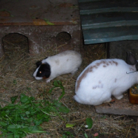 Photo #252210 de Panda et Noisette