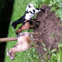 Photo #252217 de Pupuce Guizzmo et Polochon