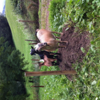 Photo #252218 de Pupuce Guizzmo et Polochon