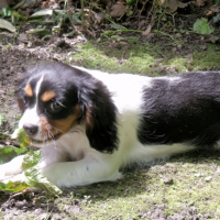 Photo #252227 de INAYA