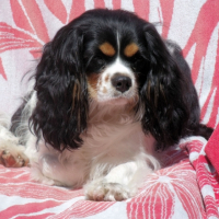 Photo #252233 de INAYA