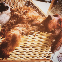 Photo #252263 de Kapucine