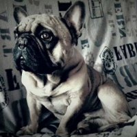 Photo #252277 de fonzy