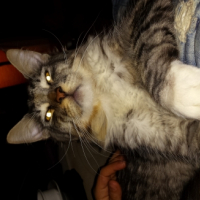 Photo #252288 de Joke