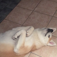 Photo de l'animal n°33101