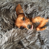 Photo de l'animal n°33103