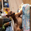 Photo de l'animal n°33103