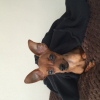 Photo de l'animal n°33103