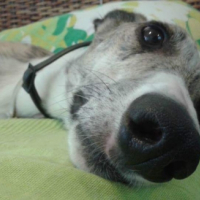 Photo #252352 de Nando