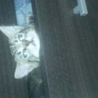 Photo #252381 de lipsy